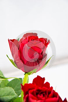 Close-up of a single red rose flower with green leaves on a white background