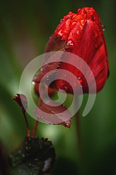 Close up of single red tulip flower plant with morning water droplets in the garden  vibrant springtime bloom copy space