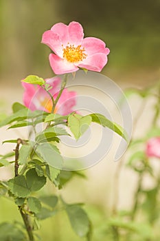 Close up on a single Rosa gallica complicata rose. Introduced in France by Jules Gravereaux in 1902