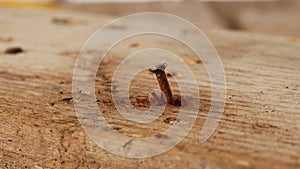 Close-up of a single rusty nail.