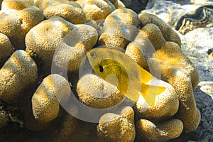 Close Up Of The Single Small Yellow Fish Over The Hard Brain Coral Mussidae. Underwater World Of Red Sea, Egypt. Bright Exotic