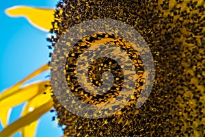 Close up of a single sunflower against a bright blue sky.