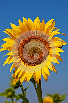 Close-up of Single sunflower