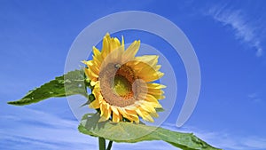 Close-up of a single sunflower with blue sky background