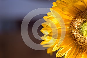 Close up of a single sunflower in bright sunlight