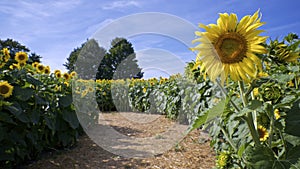 Close-up of a single sunflower on the side of the road with straw in the sunflower farm