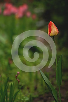 Close up of single tulip flower plant with morning water droplets in the garden  vibrant springtime bloom copy space