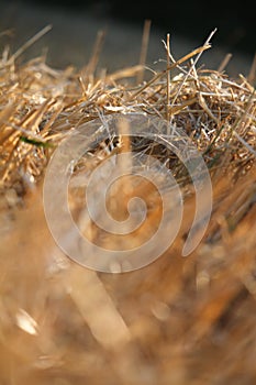 Close-up of single wheat ears against a background of blurred stubble from a wheat field