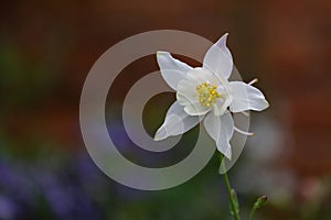 Close up of a single white Aquilegia flower