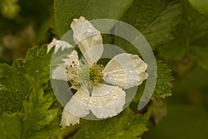 Close up on a single white blackberry flower Rubus fruticosus nessy covered in rain drops, surrounded by green leaves -