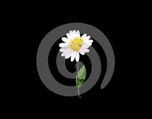 Close up, Single white chamomiles flower blossom blooming isolated on black background for stock photo, house plants, spring