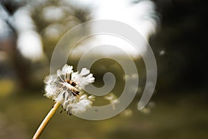 Close-up of single white dandelion against a blurred green background