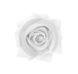 Single white or gray rose flowers isolated on background , clipping path top view