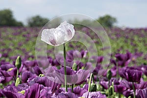 Close-up of a single white poppy in a purple poppy field