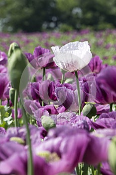 Close-up of a single white poppy in a purple poppy field