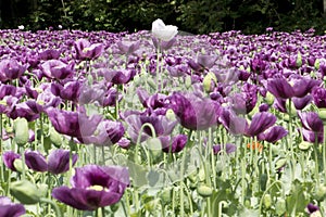 Close-up of a single white poppy in a purple poppy field