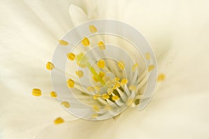 Close up of single white spring blossom flower