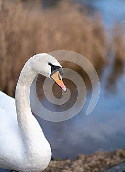 A close up of a single white swan