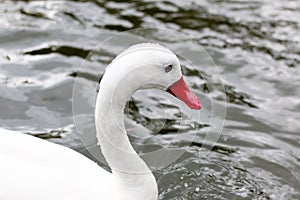 Close up of a single white swan with red beak and red eyes