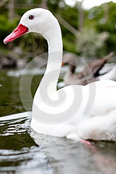 Close up of a single white swan with red beak and red eyes