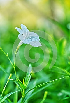 Close-up single white wild flower