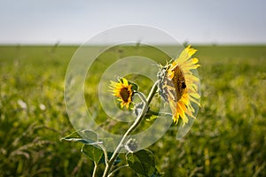 Close up of single wild sunflower with two flower spikes in backlight staying in the wind
