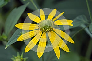 Close up of a single yellow cone flower