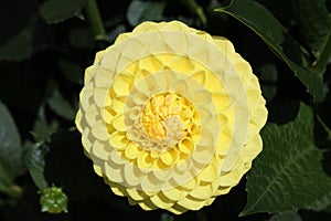 Close Up of a Single, Yellow Dahlia Flower in Full Bloom