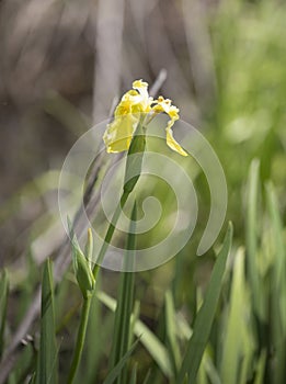 Yellow Flag Iris Flower