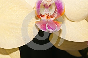 Close up of a single, yellow orchid bloom photo