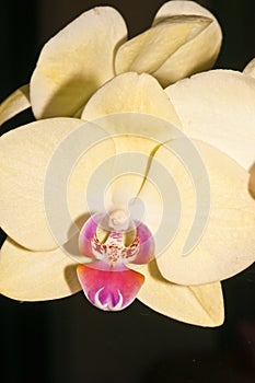 Close up of a single, yellow orchid bloom photo