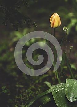 Close up of single yellow tulip flower plant with morning water droplets in the garden  vibrant springtime bloom copy space