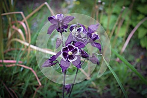 Close up of singled out purple Aquilegia flowers on blurred green grass background