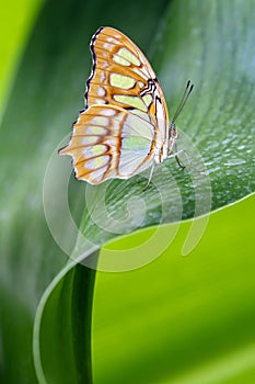 Close up of a Siproeta stelenes malachite butterfly on leaf