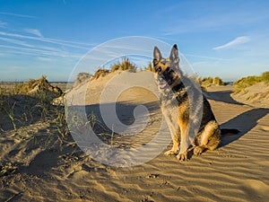 Close up of a sitting German Shepherd with large ears and sharp eyes photo