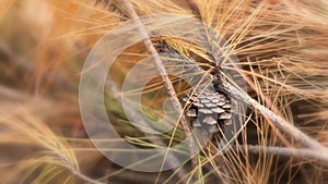 Close-up of a sizable pine cone nestled amidst tall, golden-brown grass.