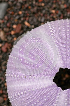 Close up of skeletons of a See urchins in shades of purple color. Detail of Violet colored shells on the wet sand background. Top