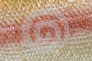 Close-up of skin of albinos rainbow trout