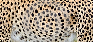Close-up skin of a cheetah