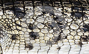 Close-up of the skin of a Philippine crocodile, Crocodylus mindorensis