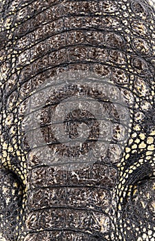 Close-up of the skin of a Philippine crocodile, Crocodylus mindorensis