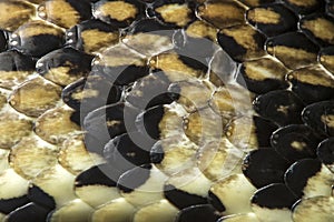 Close up of skin scales of young Madagascan Giant Hognose snake photo