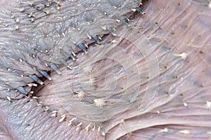 Close up of the skin of a young bird whose feathers are starting to grow out of their sheaths. 15 day old chick ara specie