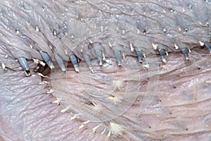 Close up of the skin of a young bird whose feathers are starting to grow out of their sheaths. 15 day old chick ara specie