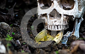 Close up of Skull biting bitcoin on the ground Leaves dry on the ground and the side of the skull and Golden bitcoin. The concept