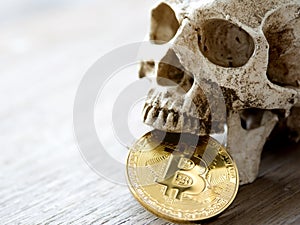 Close up of Skull biting Golden bitcoin on wooden table. The concept of investment and Fluctuation of bitcoin and cryptocurrency.