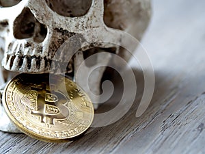 Close up of Skull biting Golden bitcoin on wooden table. The concept of investment and Fluctuation of bitcoin and cryptocurrency.