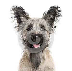 Close-up of a Skye Terrier dog