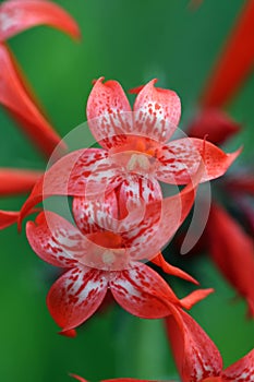 Close-up of a Skyrocket Flower photo