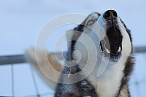 Close up of a sled dog barking with hay in its mouth